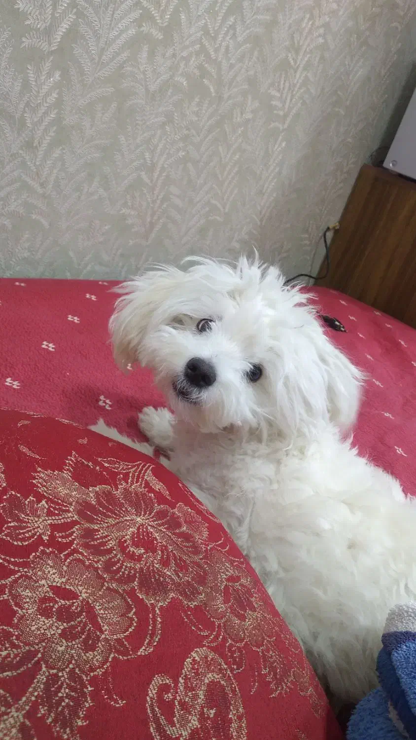 سگ شیتزو|سگ|اهواز, زرگان|دیوار