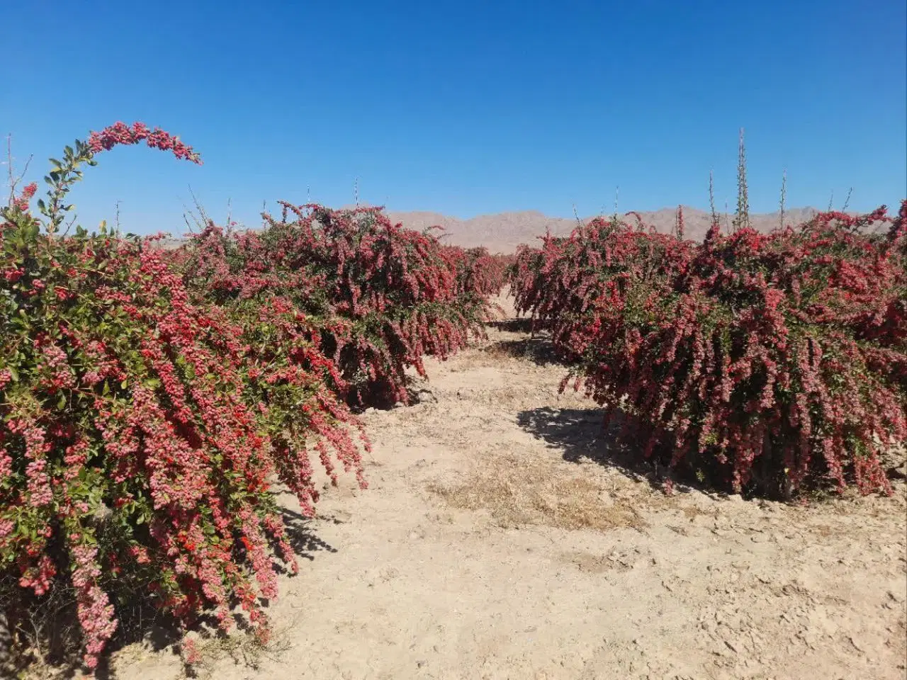 زرشک|خوردنی و آشامیدنی|قائن, |دیوار