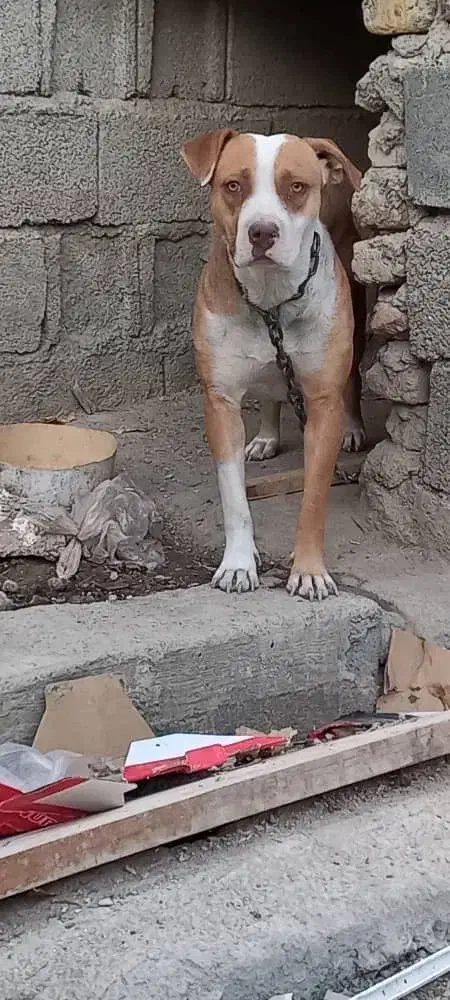 پیت بول ماده|سگ|کرج, شهرک بنفشه|دیوار