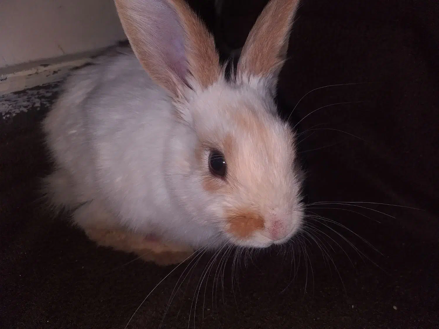 خرگوش|موش و خرگوش|باغ بهادران, |دیوار