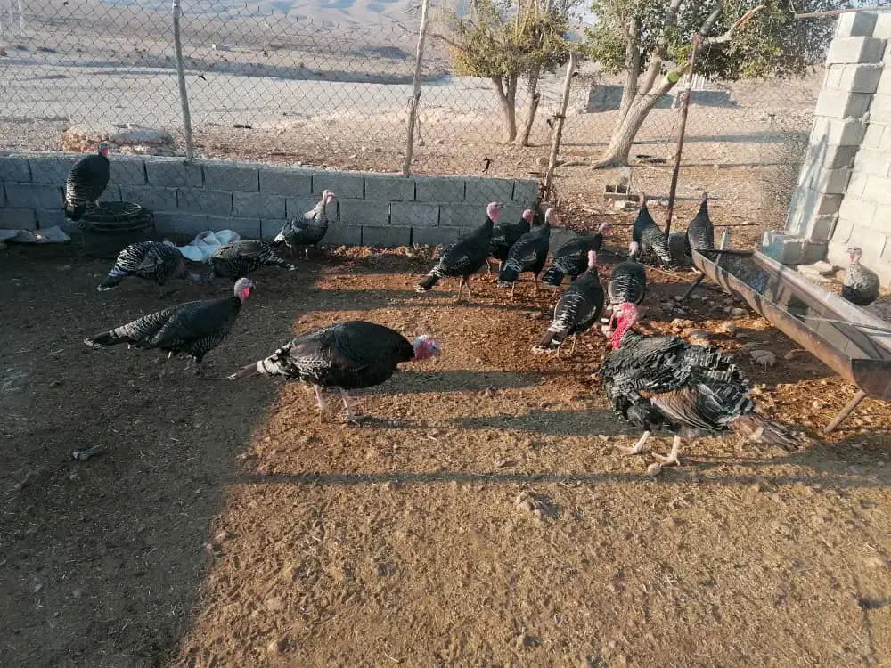 بلقمو نر|حیوانات مزرعه|داراب, |دیوار