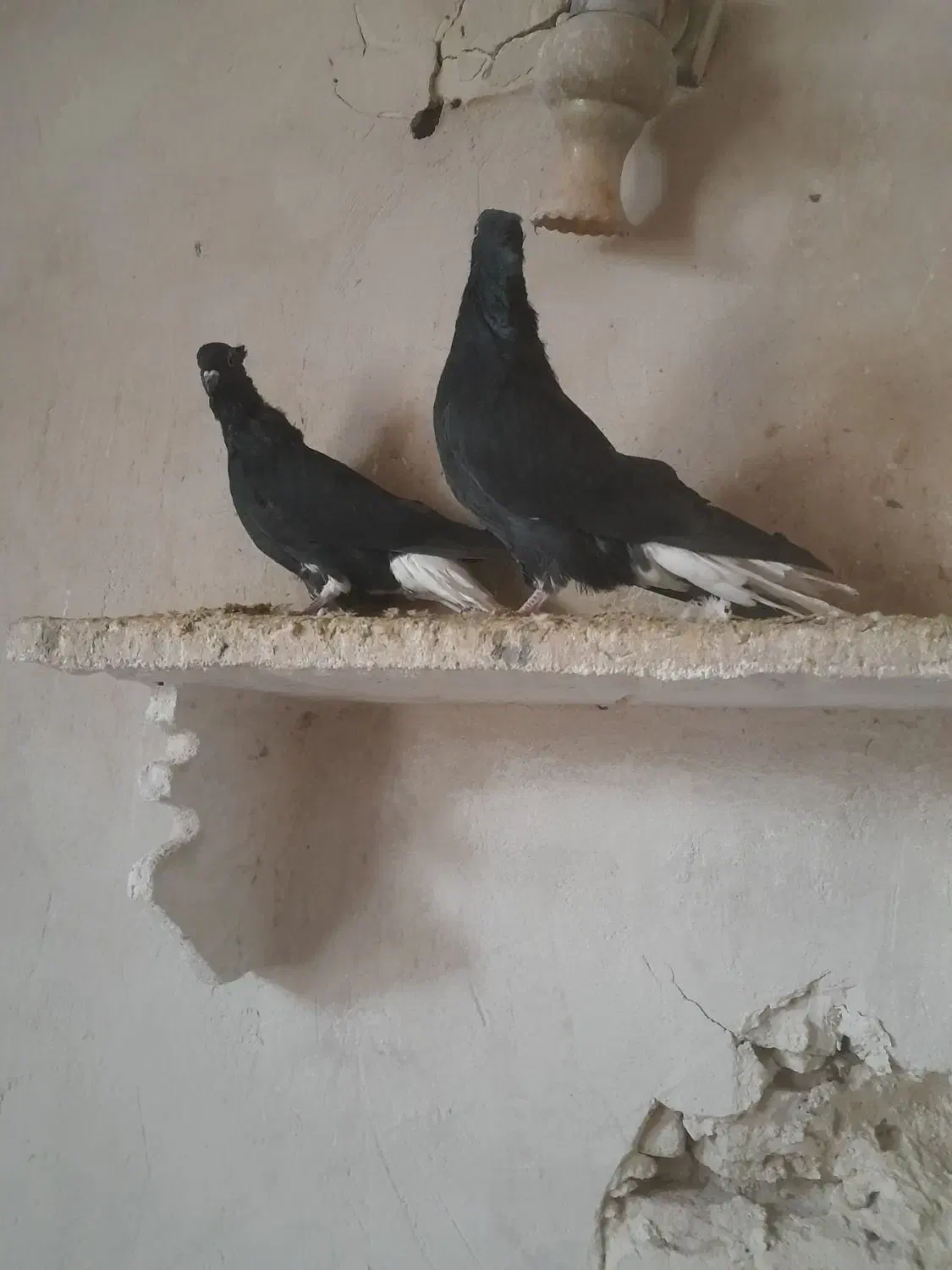یک جفت سیاه دم سفید اصل|پرنده|ملکان, |دیوار