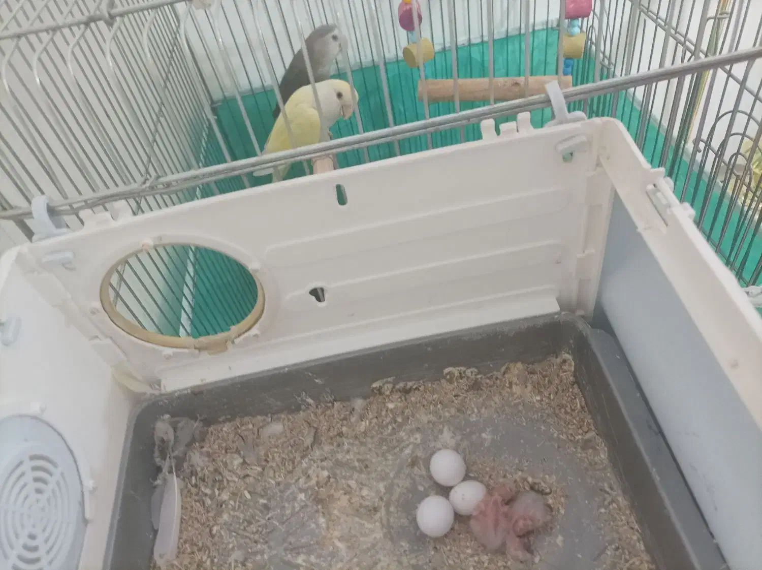 طوطی برزیلی ۵تخم|پرنده|همدان, |دیوار