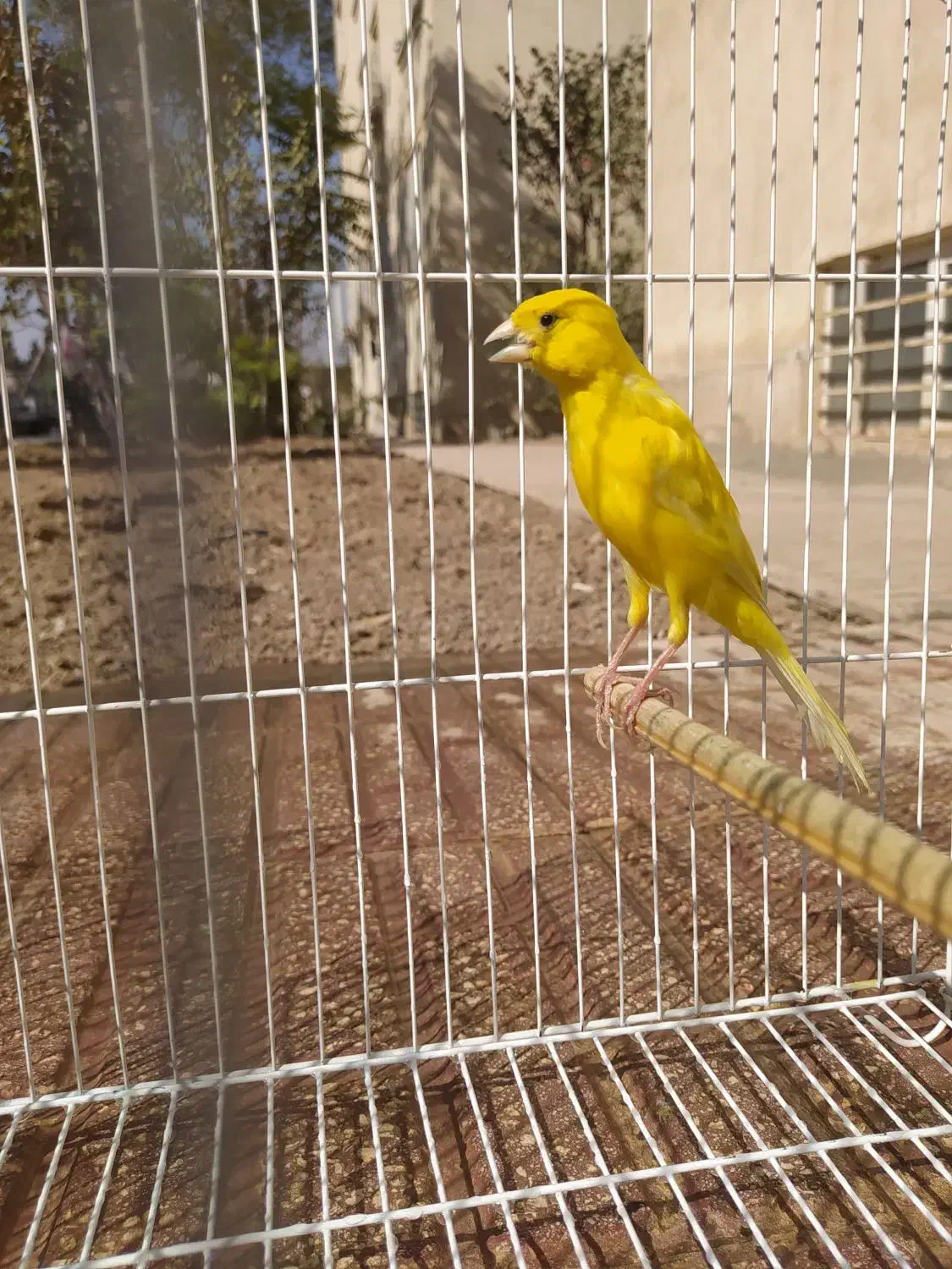 قناری نر قرص زرد رسمی بلند|پرنده|اسلامشهر, شهرک سعیدیه|دیوار