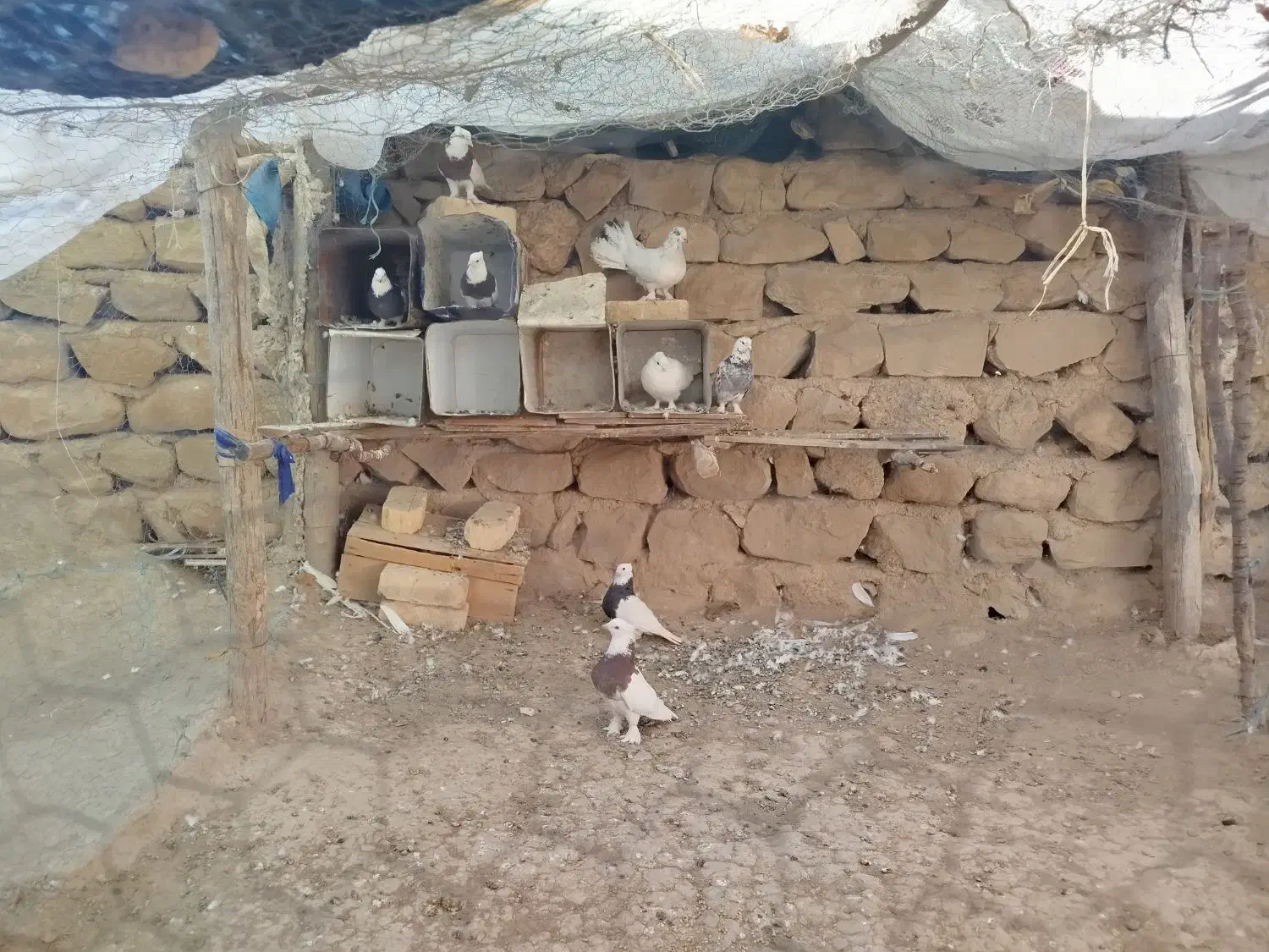 کبوتر|پرنده|لردگان, |دیوار