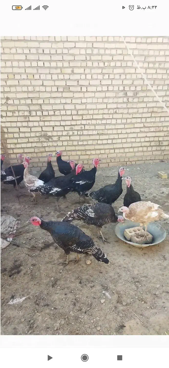 بوقلمون برنز|حیوانات مزرعه|مشهد, ویلاشهر|دیوار