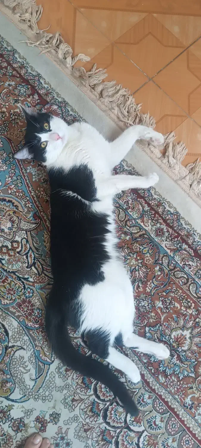 گربه|گربه|ری, اقدسیه|دیوار