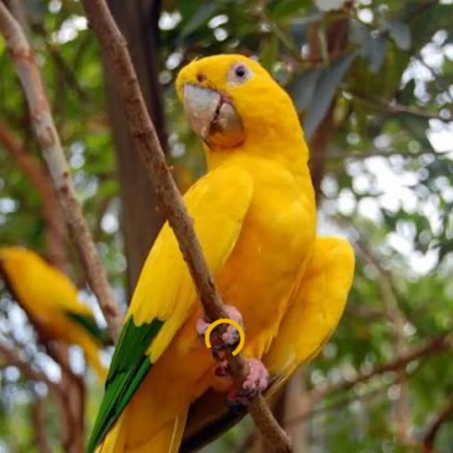 خرید و فروش طوطی سانان|پرنده|ملارد, |دیوار