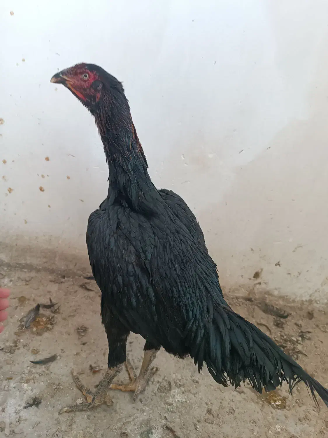 مرغ لاری نصلی|حیوانات مزرعه|مشهد, امیریه|دیوار