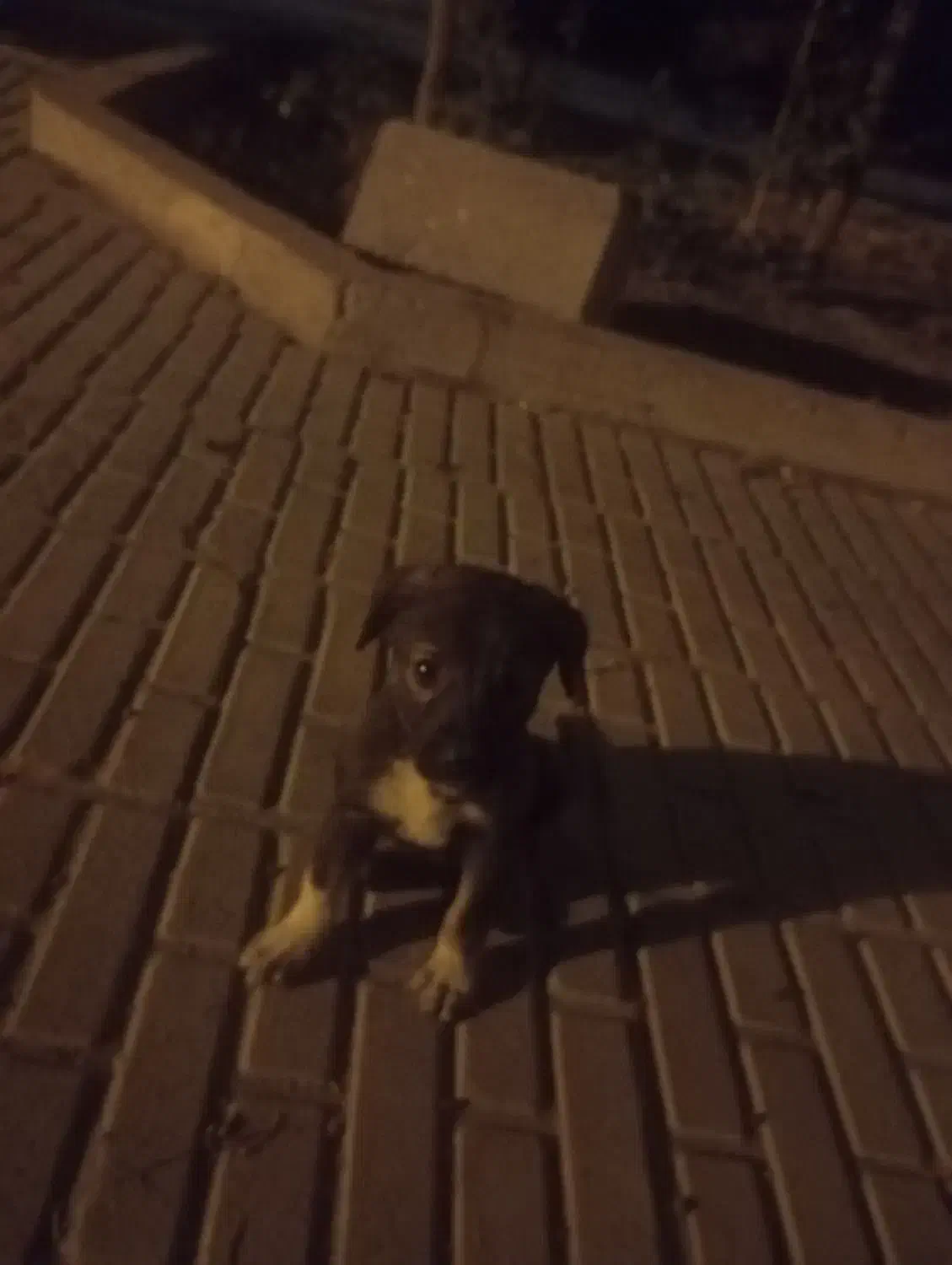 سگ دو رگه ژرمن و تازی شکاری|سگ|جیرفت, |دیوار