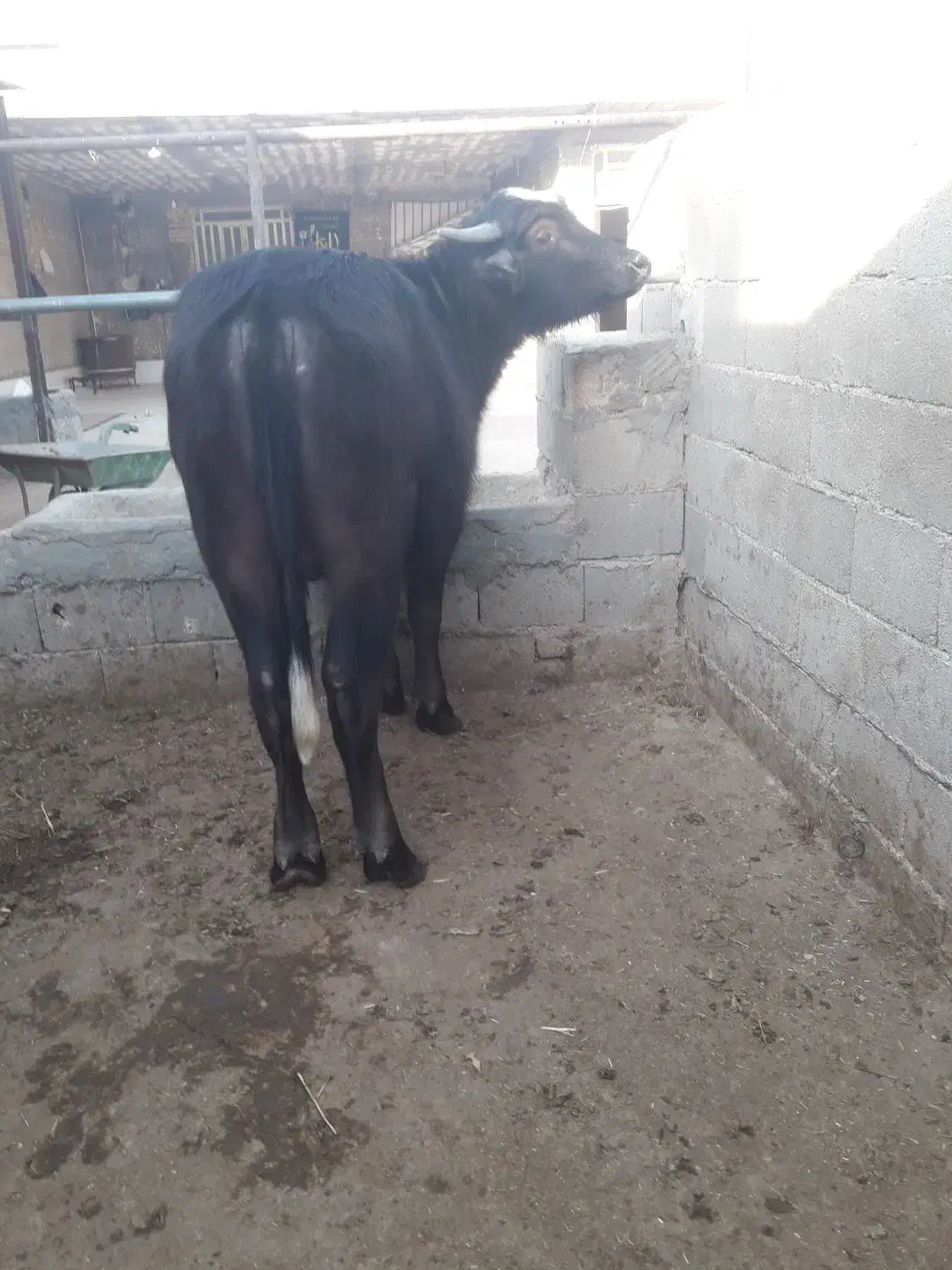 گاومیش نر|حیوانات مزرعه|سوسنگرد, |دیوار