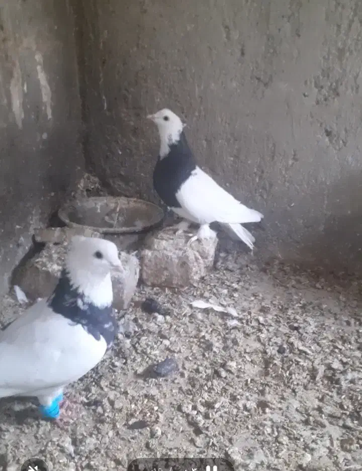 جفت طوقی قشنگ فروشی|پرنده|بردسکن, |دیوار