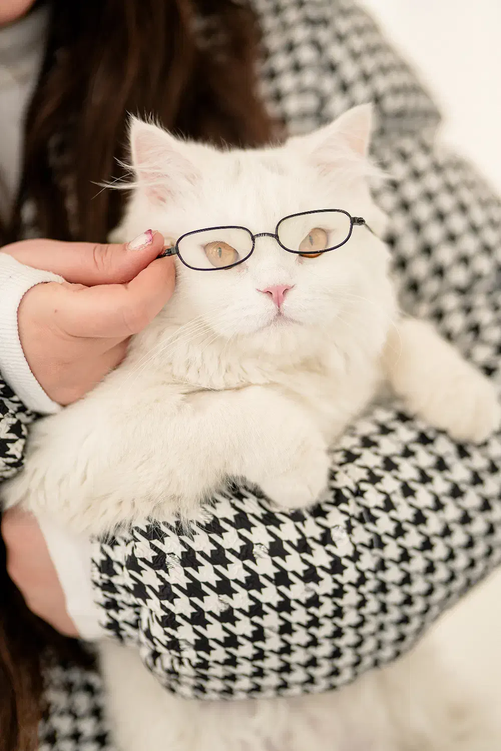 گربه|گربه|شاهرود, |دیوار