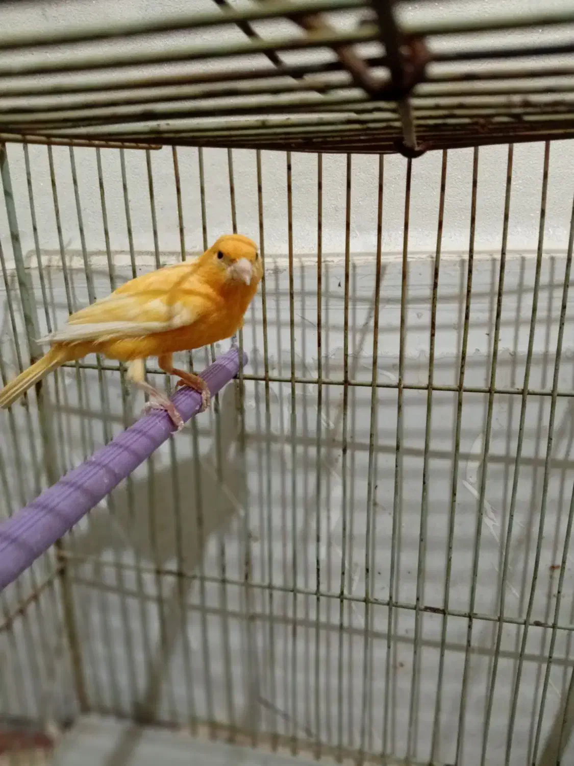 قناری قرمز مست|پرنده|تبریز, |دیوار