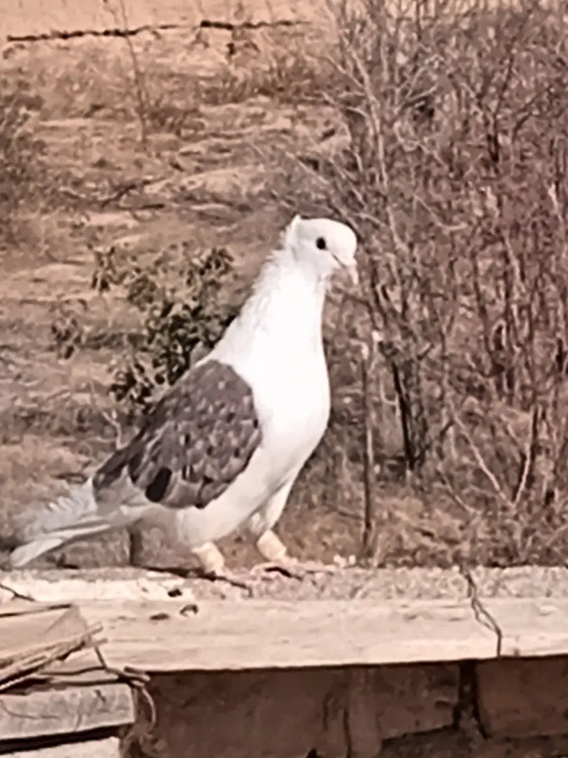 پشت نر جوان دم مشکی فری نر|پرنده|جوین, |دیوار