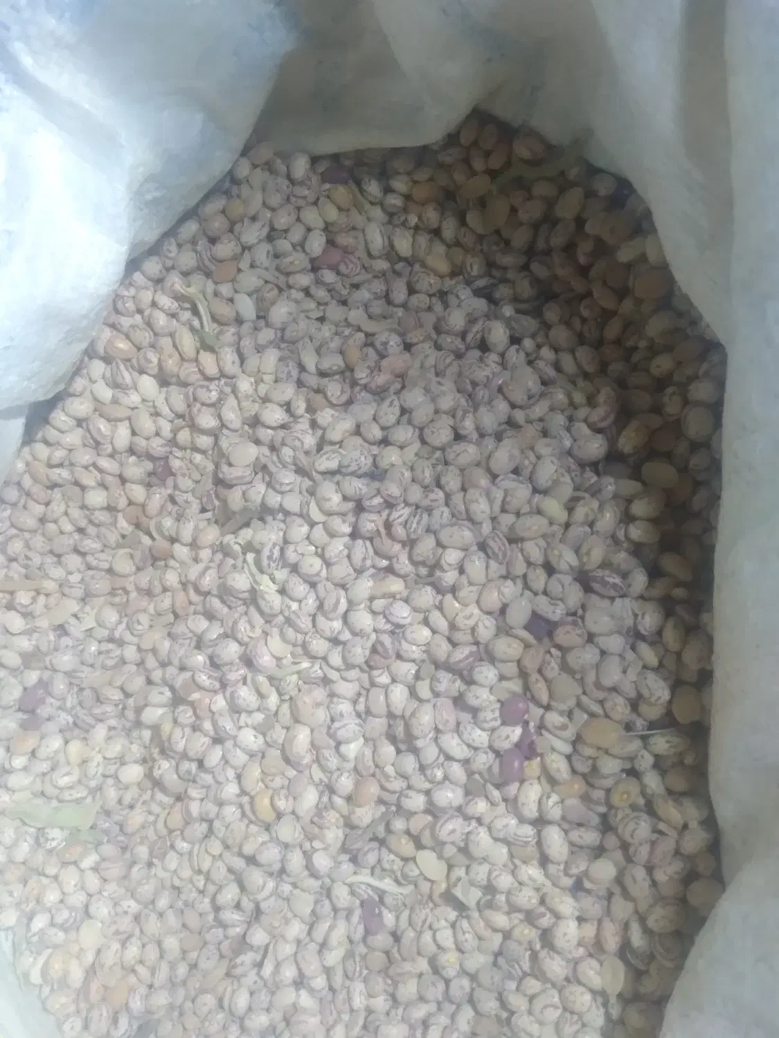 لوبیا چیتی|عمدهفروشی|شهرضا, |دیوار