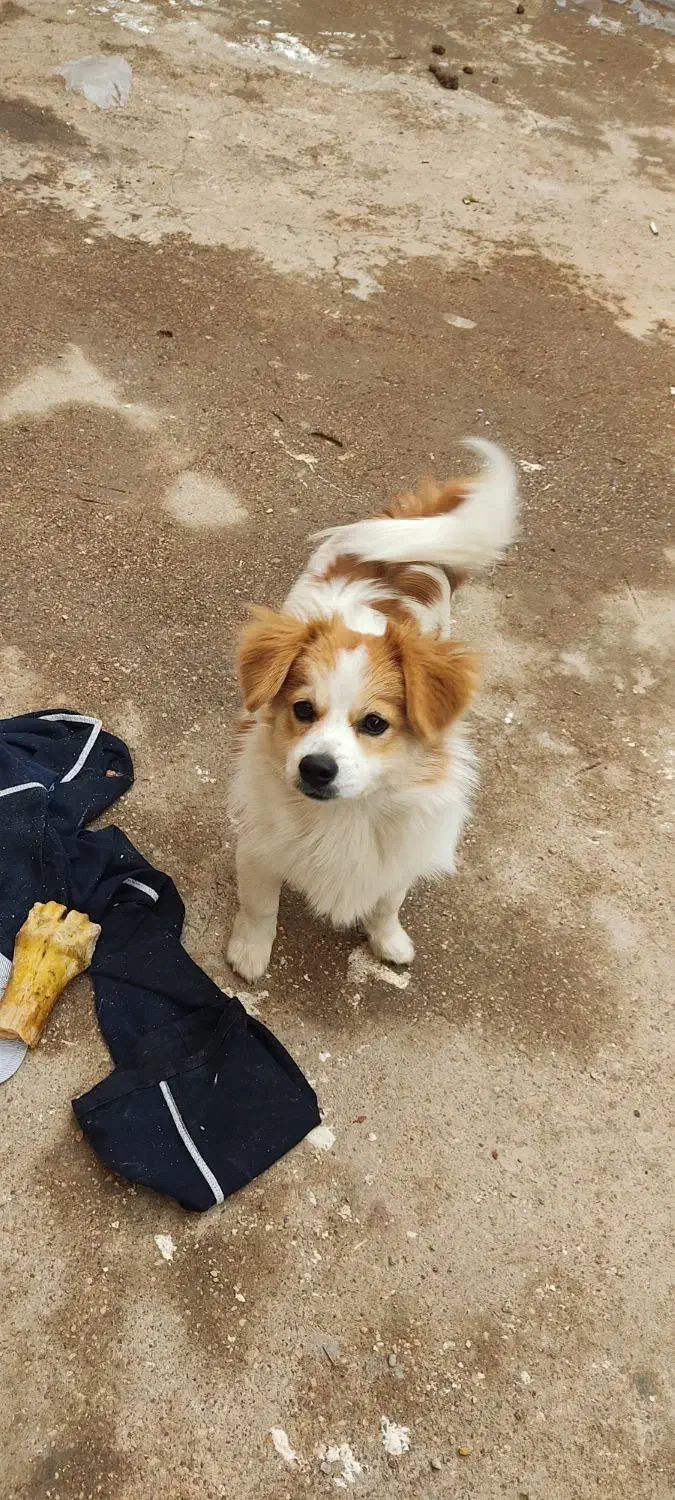 سگ خانگی|سگ|اهواز, شهرک اکباتان|دیوار