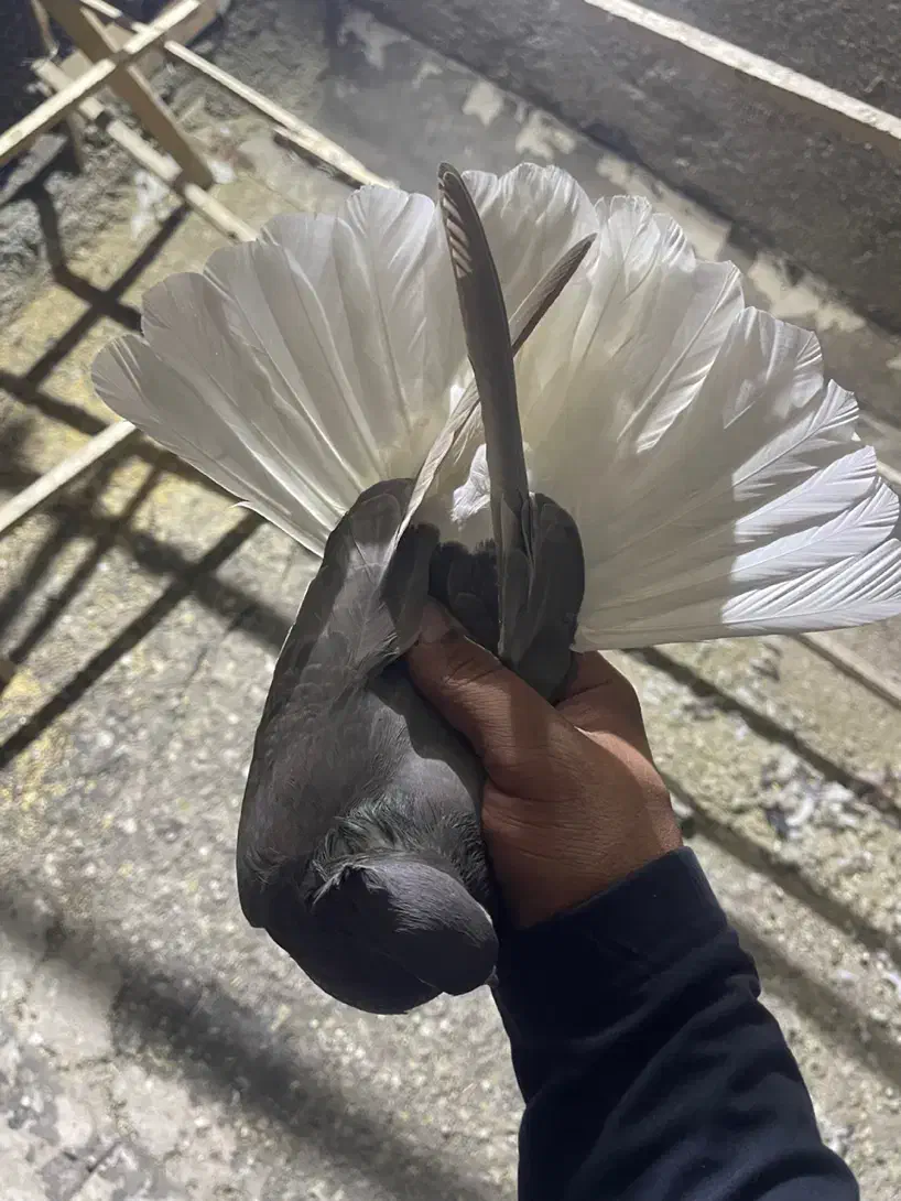 نرماده دمسفید|پرنده|کرمانشاه, |دیوار