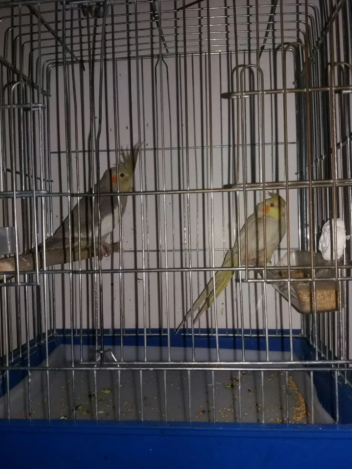 ی جفت عروس هلندی و یک طوطی برزیلی|پرنده|کوهدشت, |دیوار