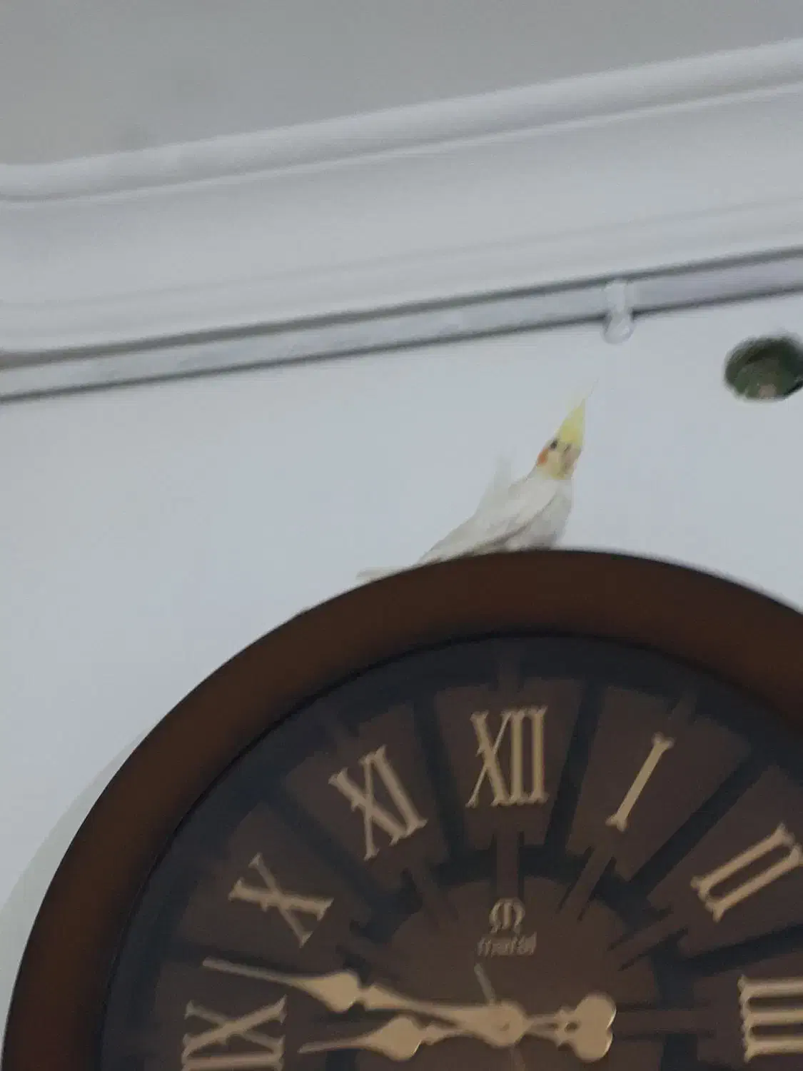 عروس هلندی|پرنده|تربت جام, شهید غلام زاده|دیوار