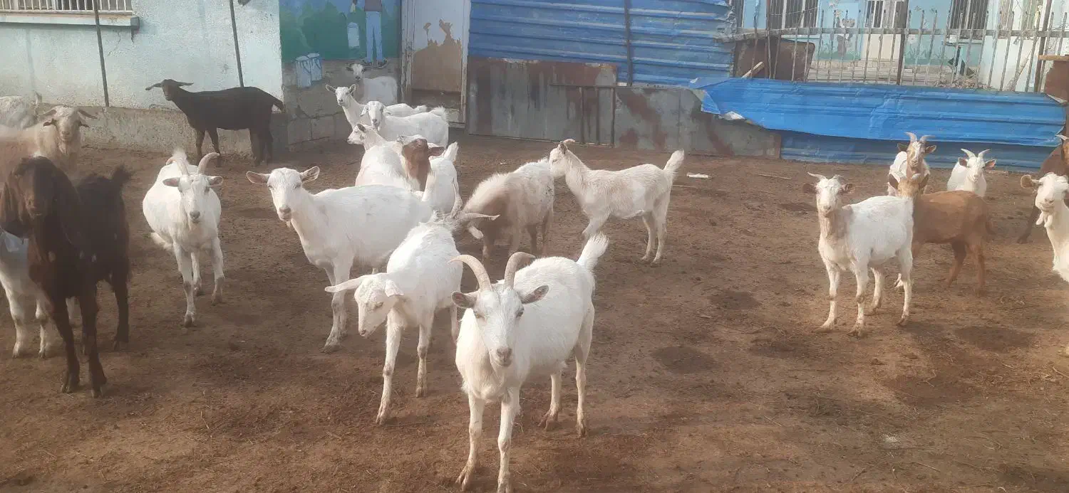 فروش بز نژاد سانن|حیوانات مزرعه|نوشین شهر, |دیوار