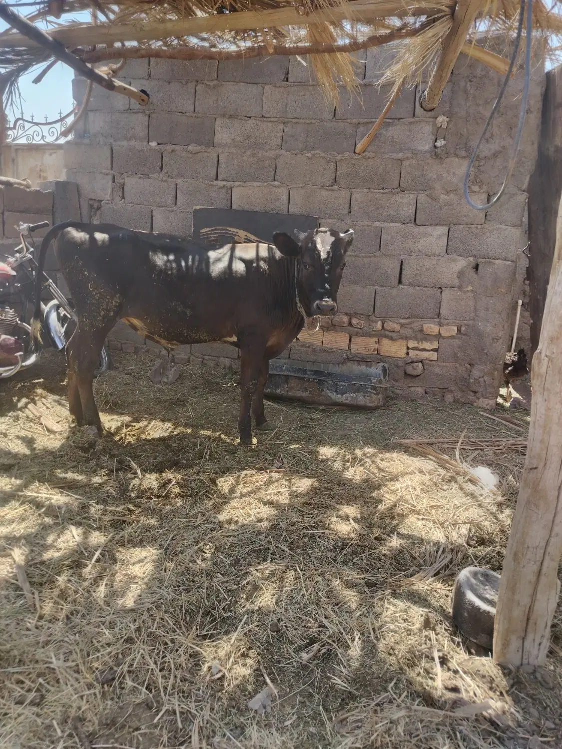 جلب|حیوانات مزرعه|بم, |دیوار