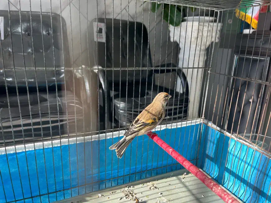 جوجه سهره قناری|پرنده|لاهیجان, کوی آزادگان|دیوار