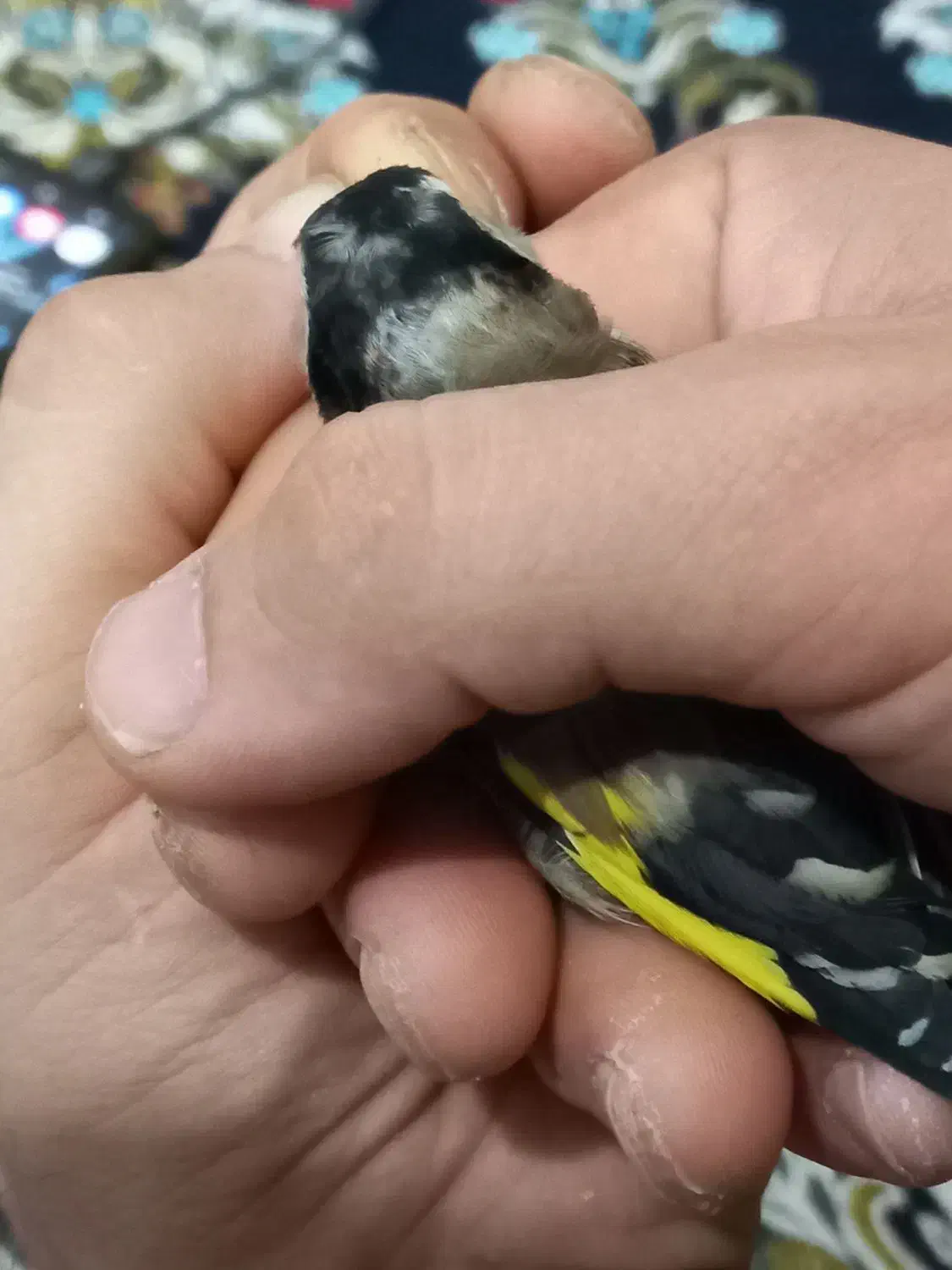 سهره نر چهارگل عطیقه.|پرنده|پاکدشت, پاکدشت (مامازند)|دیوار