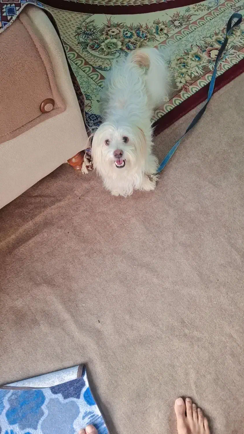 سگ باهوش حرف گوش کن|سگ|اهواز, کوی طالقانی|دیوار