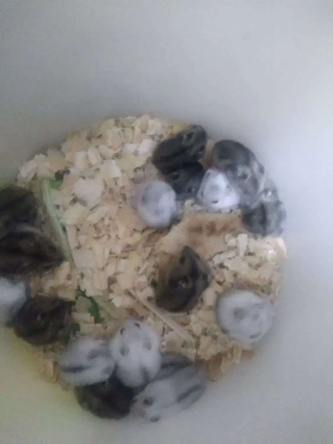 همستر سوری و کمپل|موش و خرگوش|شهریار, رزکان|دیوار