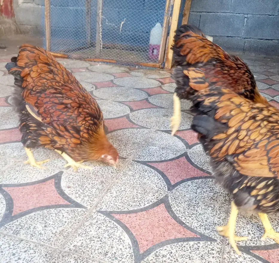 ویاندوت آمریکایی جی اس جی فول کیفیت|حیوانات مزرعه|اندیمشک, |دیوار