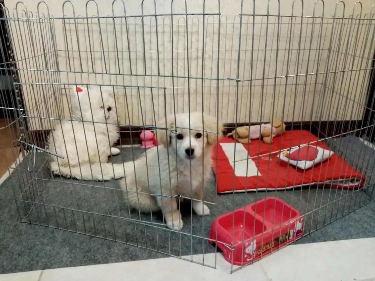 پامر اشپیتز واکسن زده،شناسنامه دار|سگ|مشهد, رستگار|دیوار