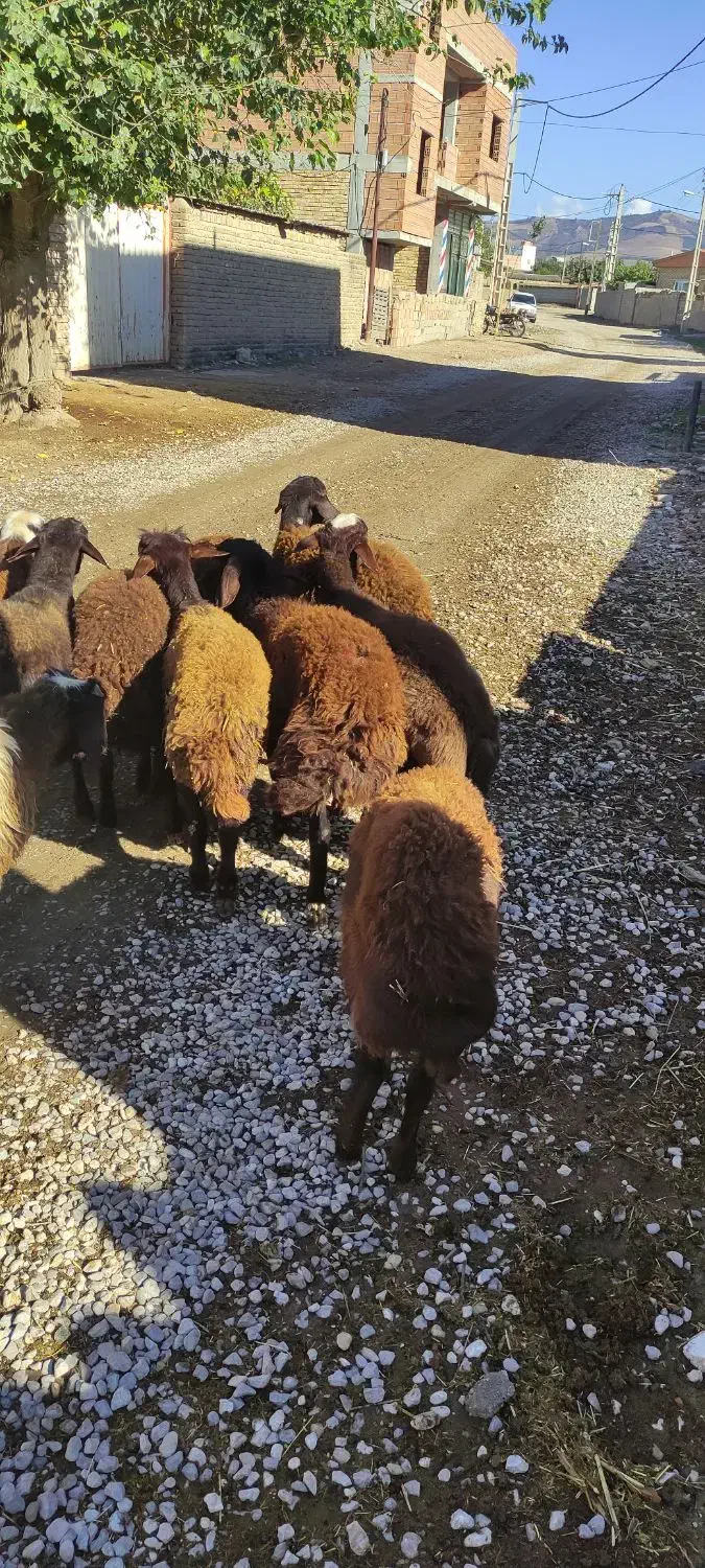 بره پای پروار|حیوانات مزرعه|کلاله, |دیوار