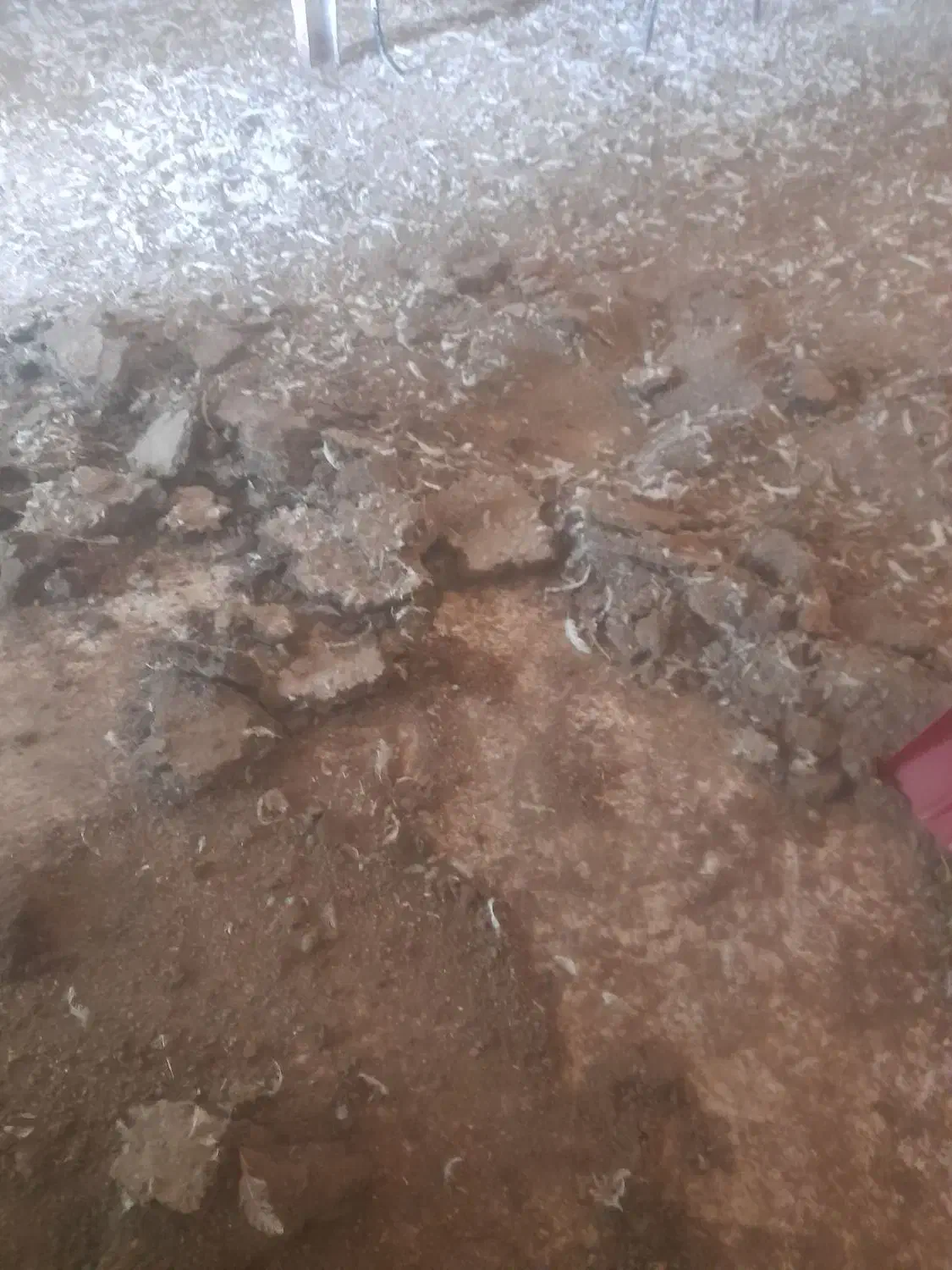 کود‌مرغی‌۱۰۰درصد‌خابص|خدمات باغبانی و درختکاری|ارومیه, |دیوار