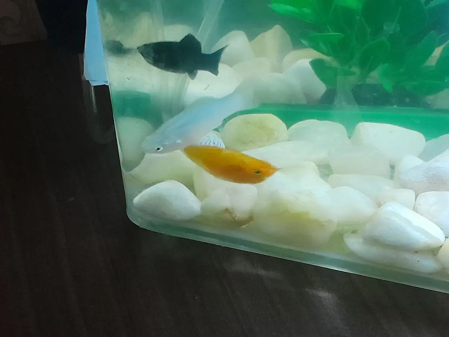 ماهی مولی سه رنگ|ماهی|ملایر, |دیوار