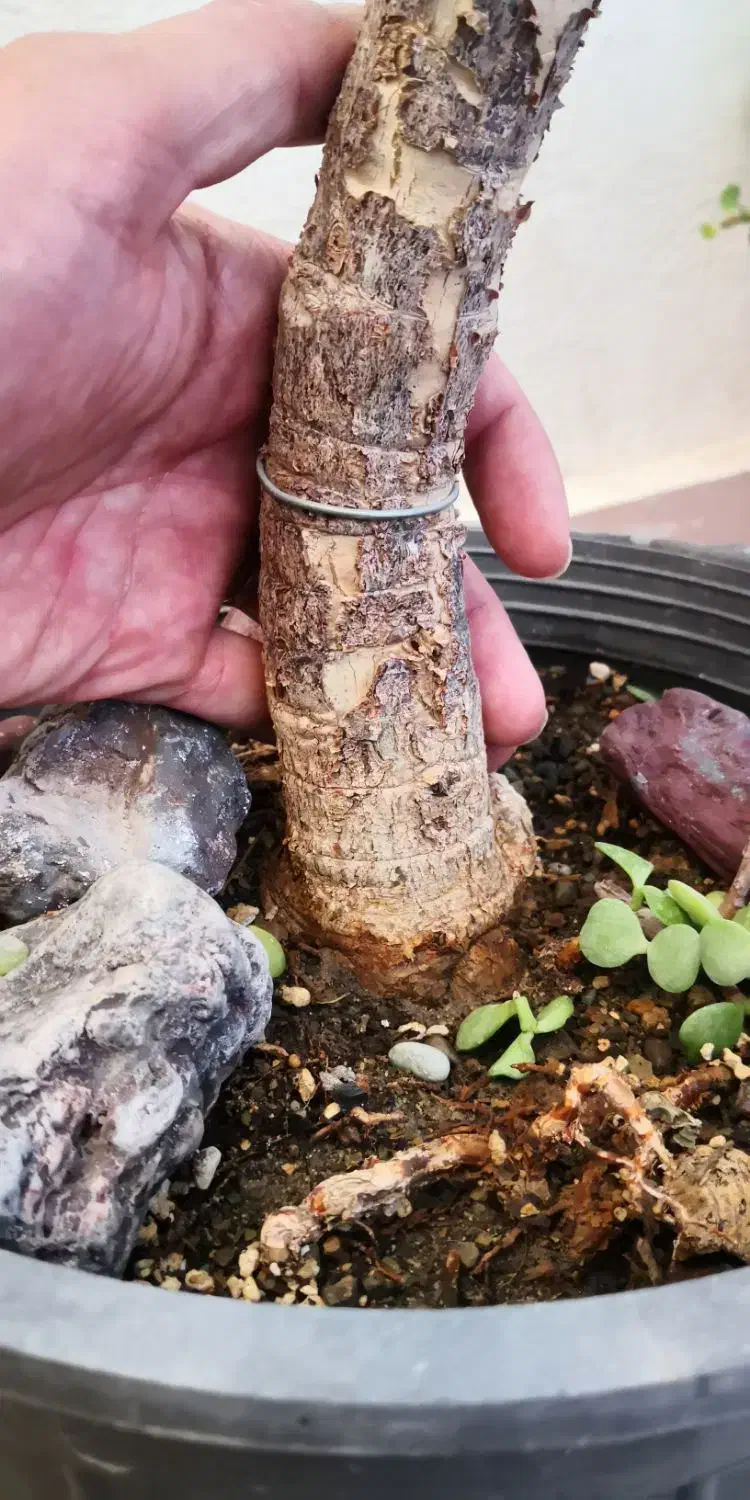 بنسای جید سن بالا و قطور|گل و گیاه طبیعی|تهران, چیتگر جنوبی|دیوار