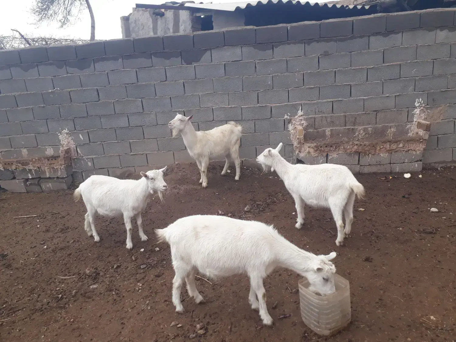 بزسانن|حیوانات مزرعه|فیروزه, |دیوار