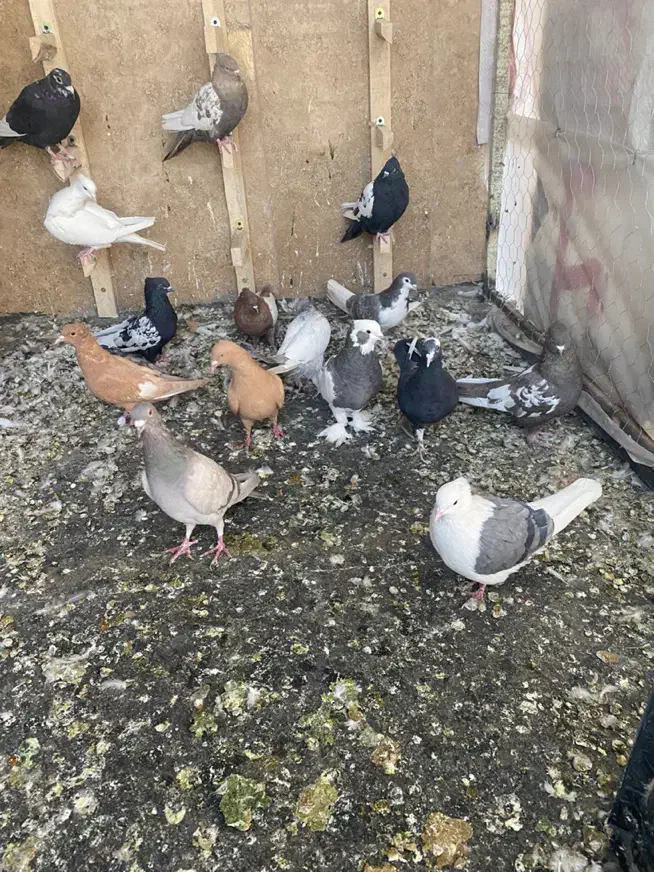 کفتر|پرنده|شیراز, درکی|دیوار