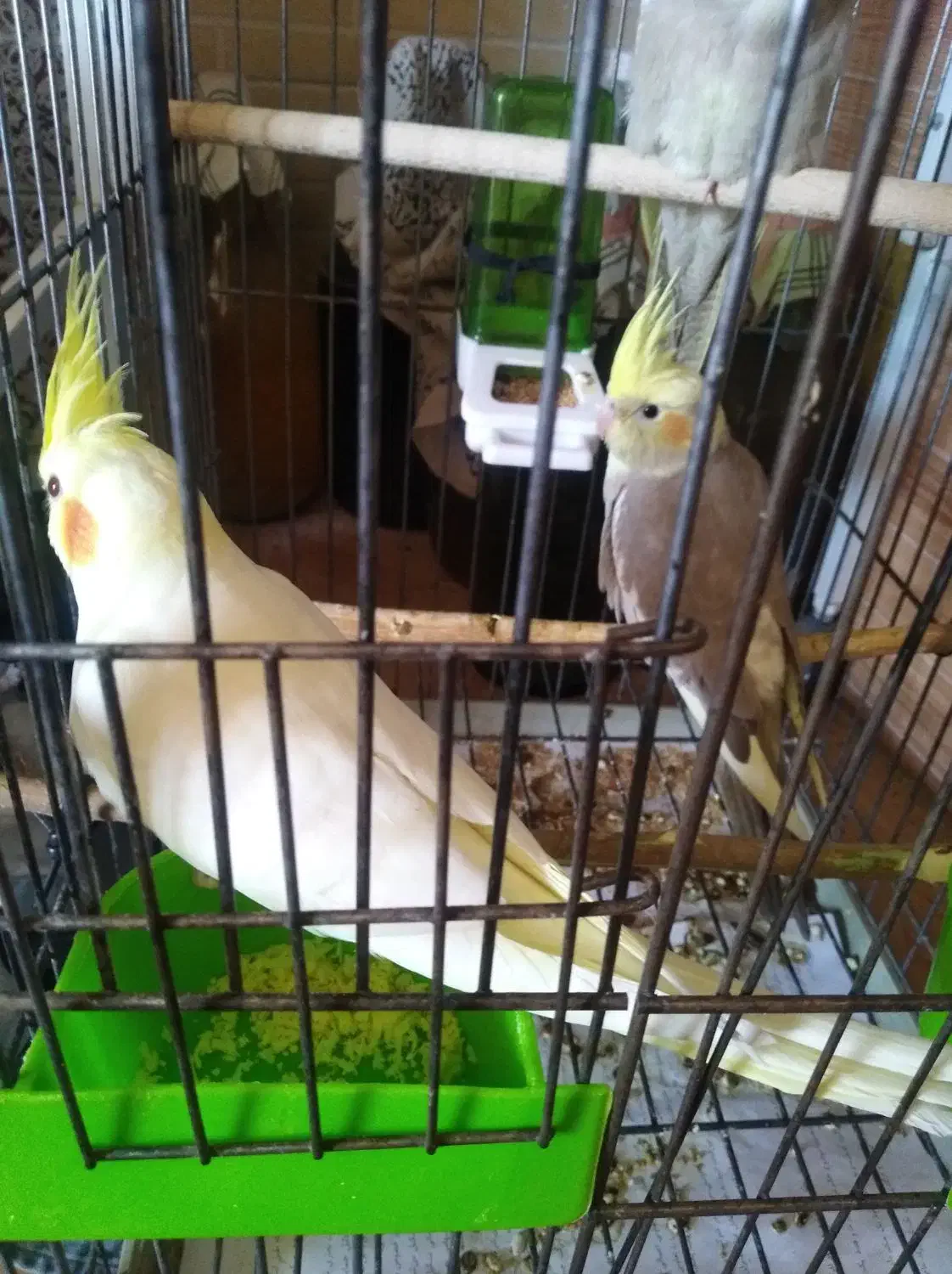 عروس هندی|پرنده|شیراز, محراب|دیوار