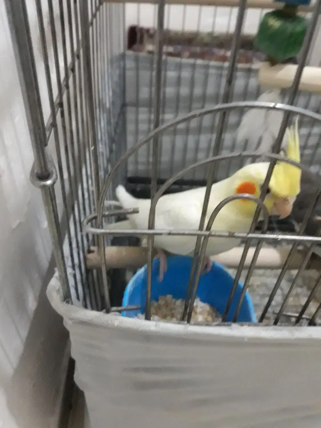 لوتینو|پرنده|تهران, خرمشهر|دیوار