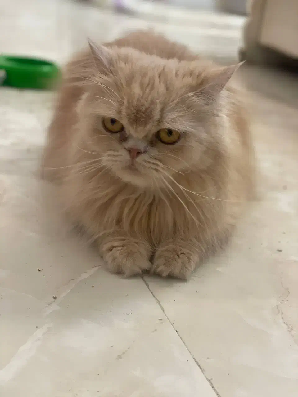 گربه پرشین|گربه|مشهد, نوید|دیوار