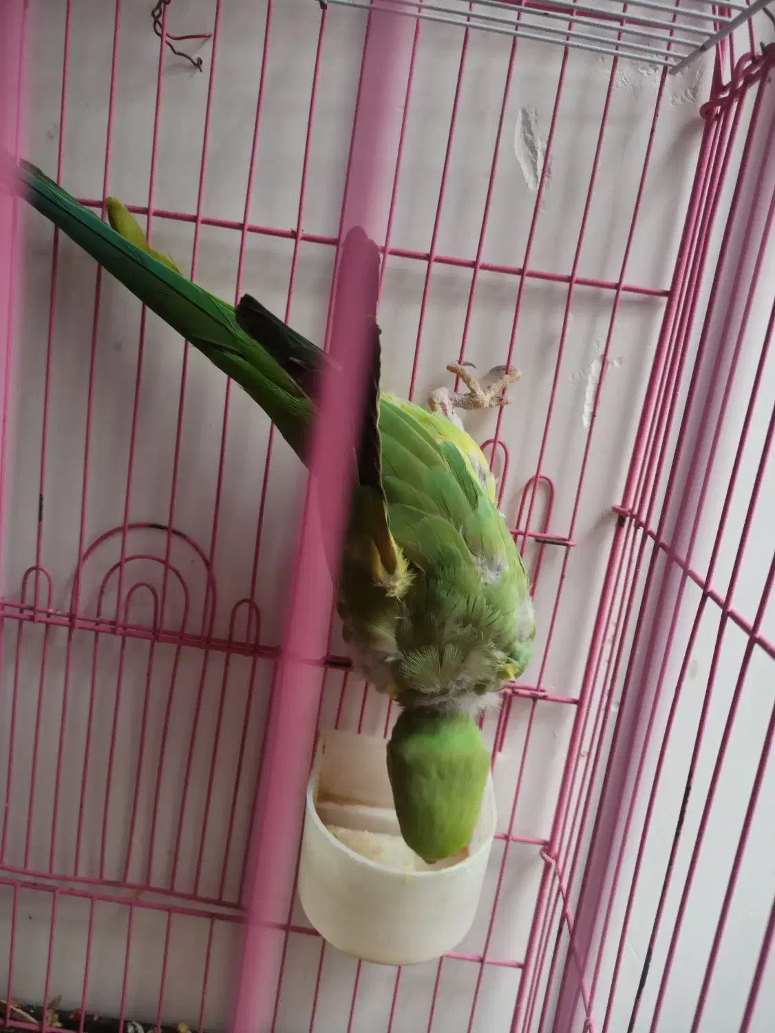 طوطی ملنگو|پرنده|دزفول, |دیوار