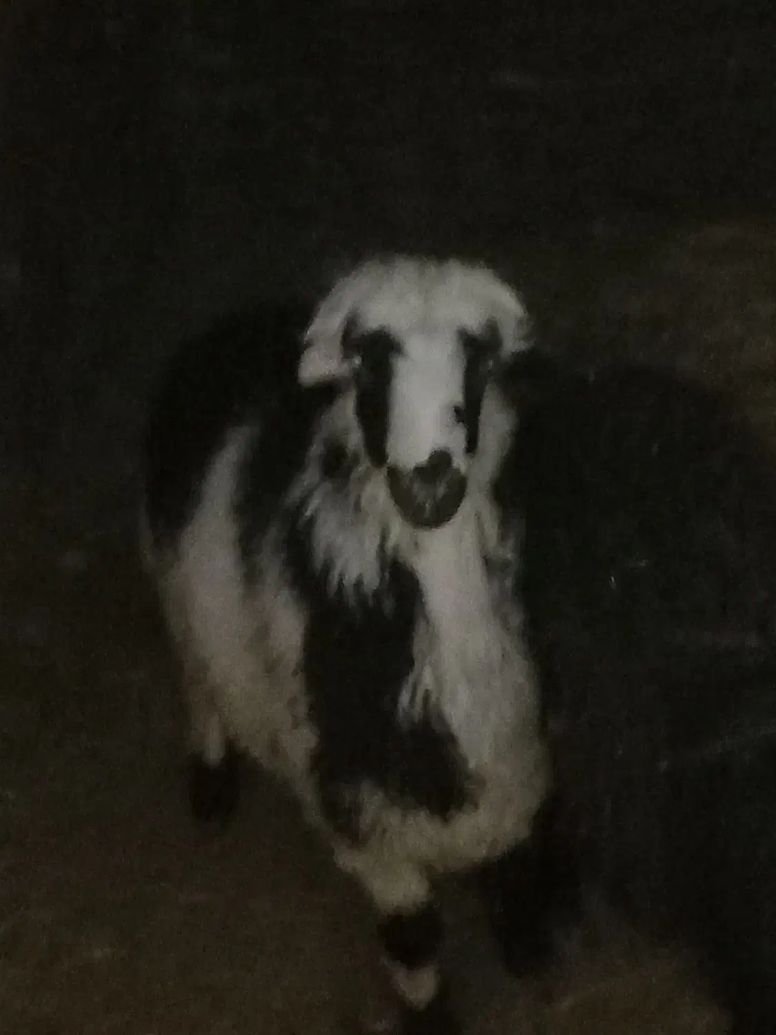 بره نر پلنگی|حیوانات مزرعه|بوئین و میاندشت, |دیوار