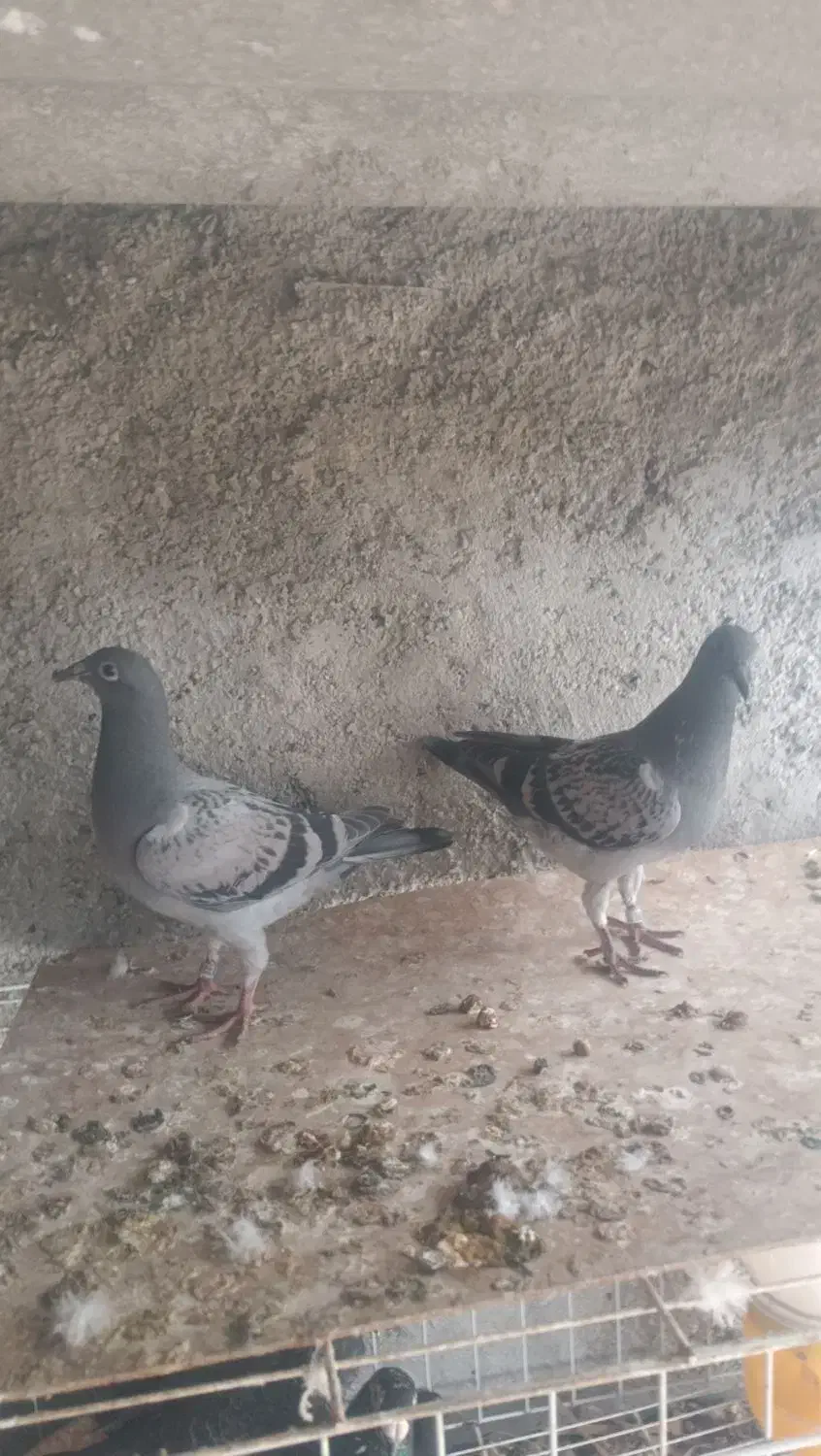 جفت جوجه پلاکی|پرنده|برازجان, |دیوار