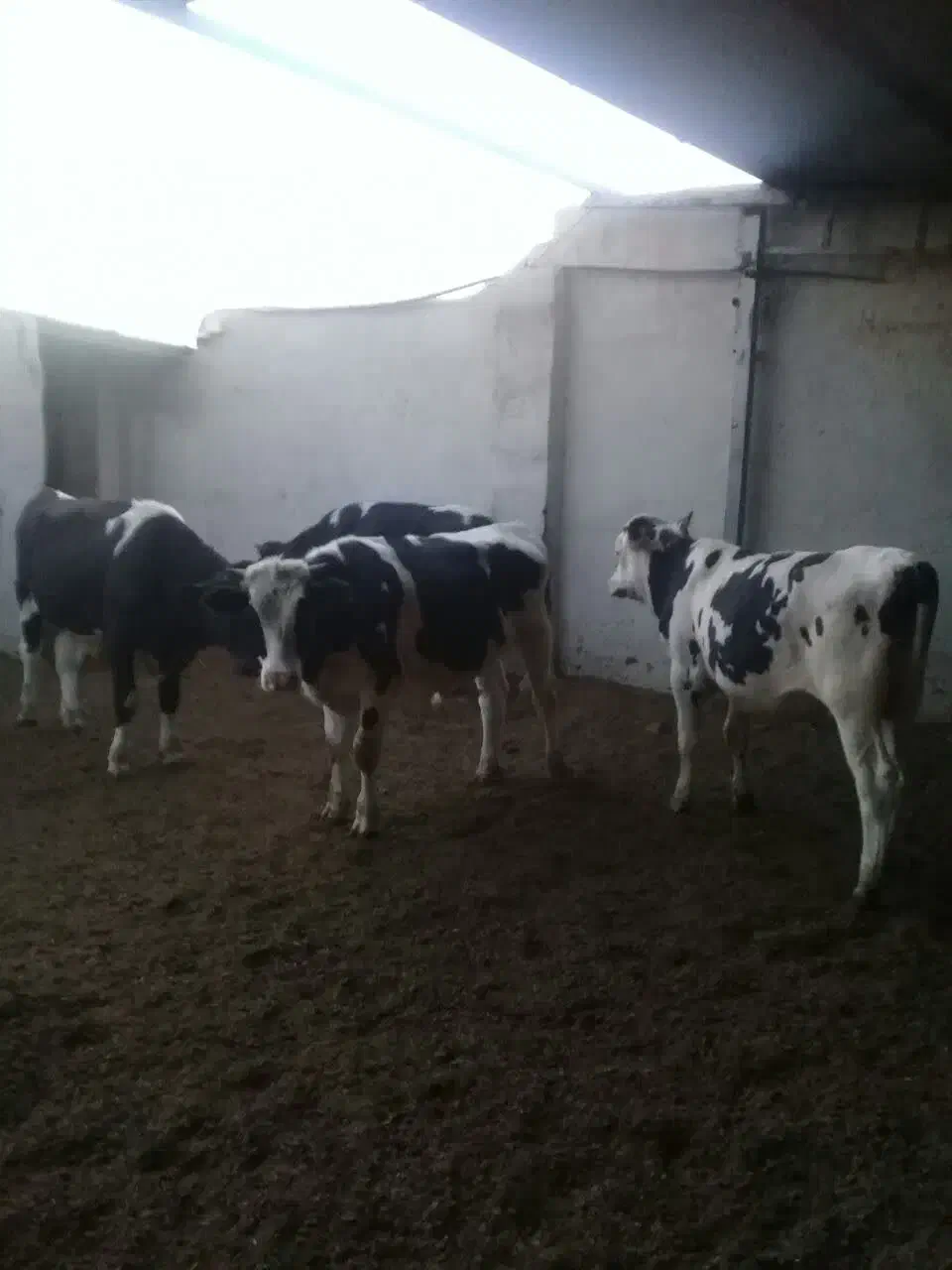 فروش فوری 4راس گوساله|حیوانات مزرعه|نجف‌آباد, حومه نجف آباد|دیوار