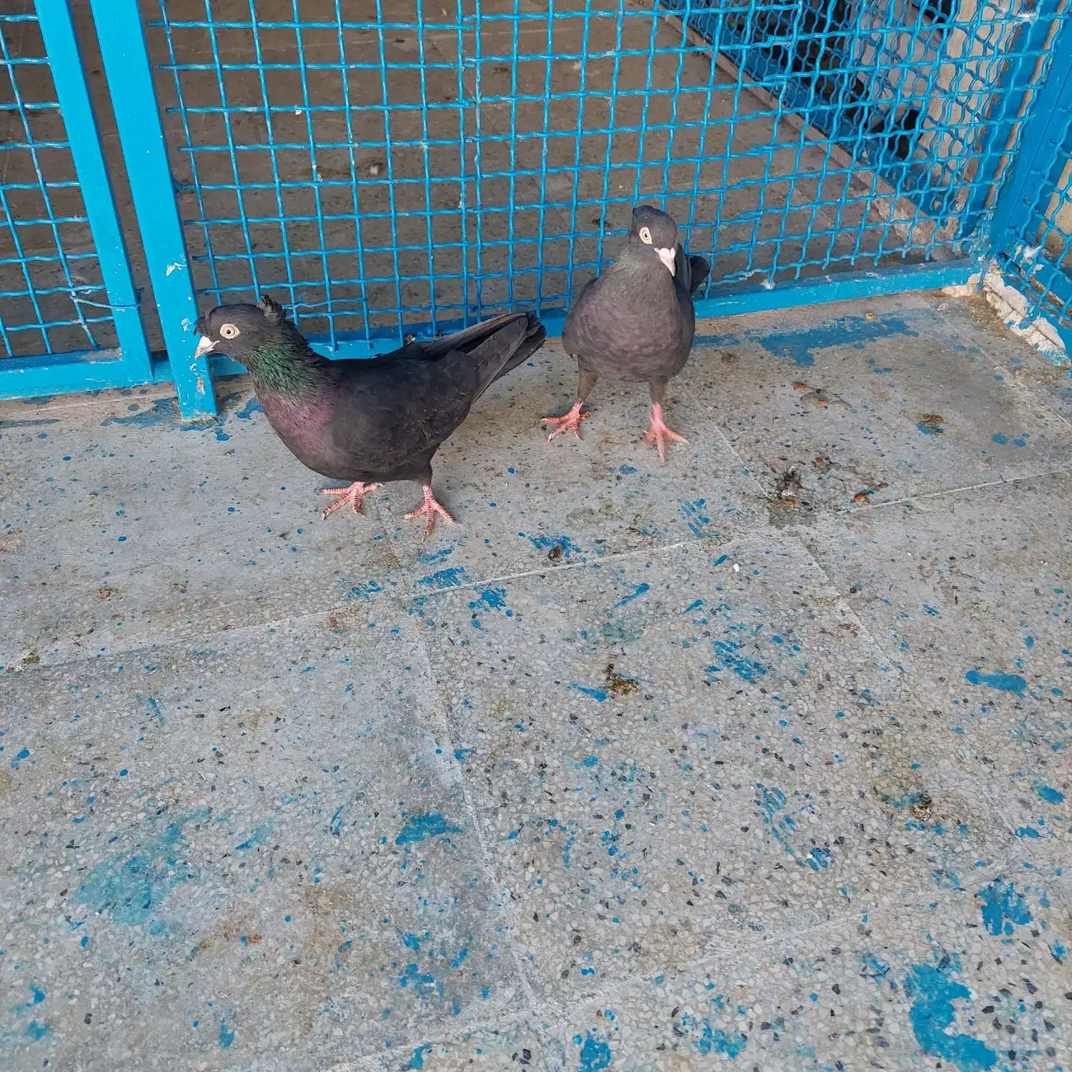 کفتر ماده سیاه بهبهونی دو کاکله|پرنده|شیراز, شهرک رضوان|دیوار