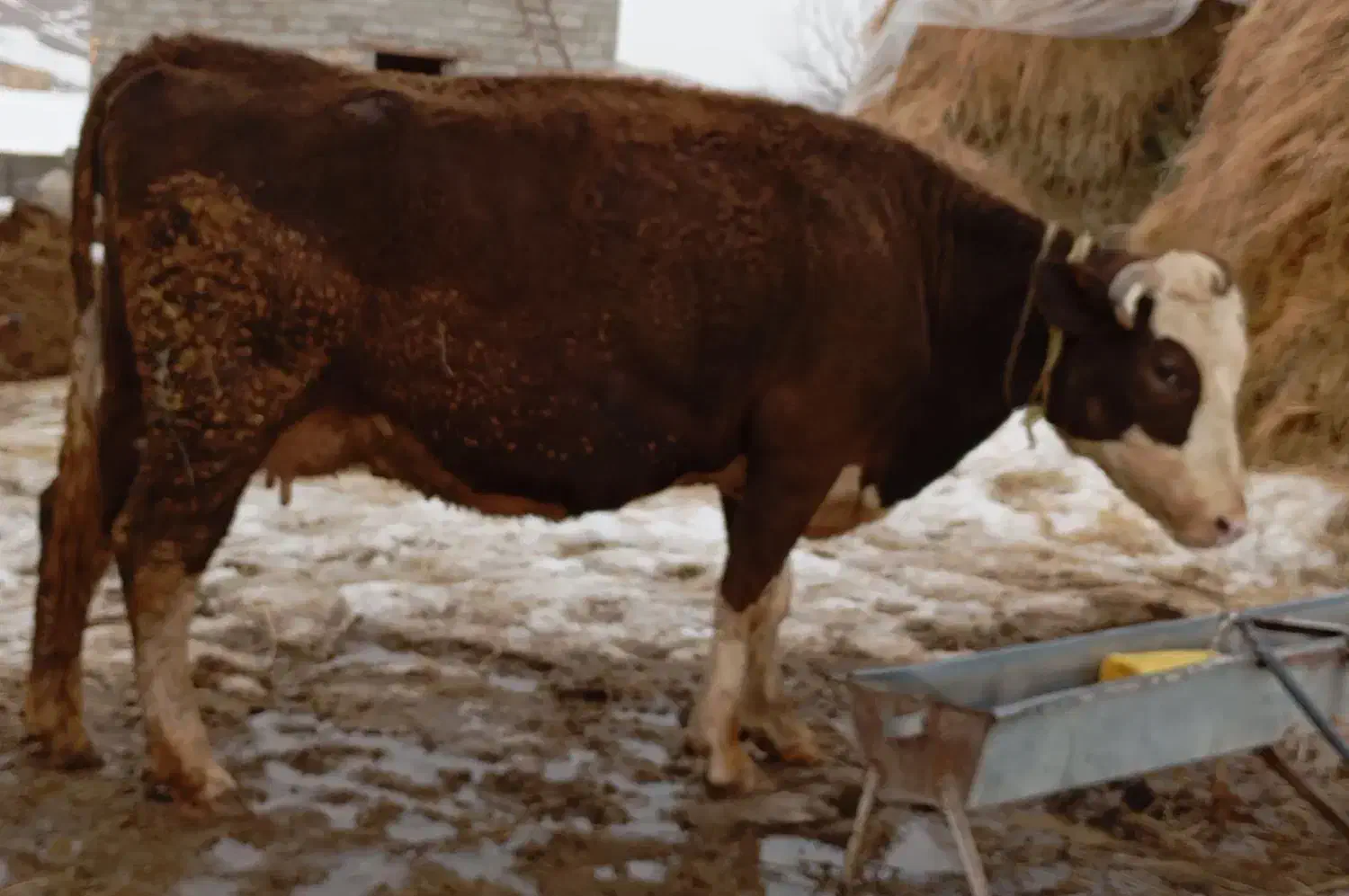 گاو شیری سمینتال|حیوانات مزرعه|نظر کهریزی, |دیوار