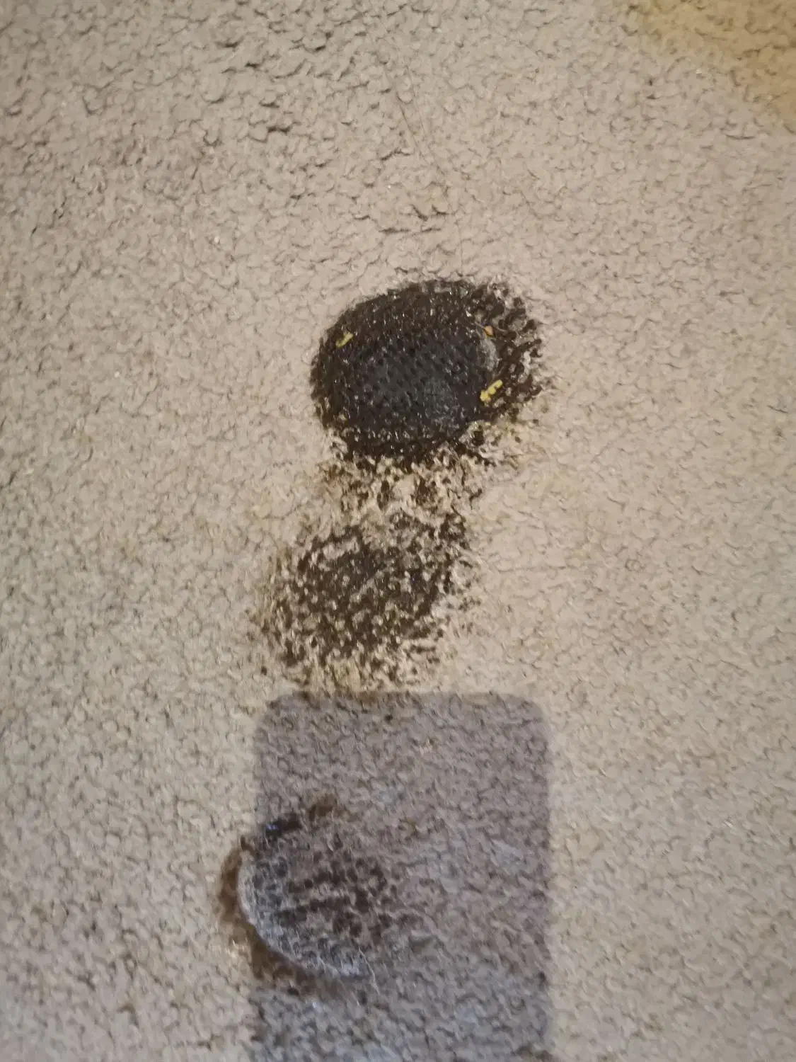 موکت 12 متری|موکت|کرمانشاه, |دیوار