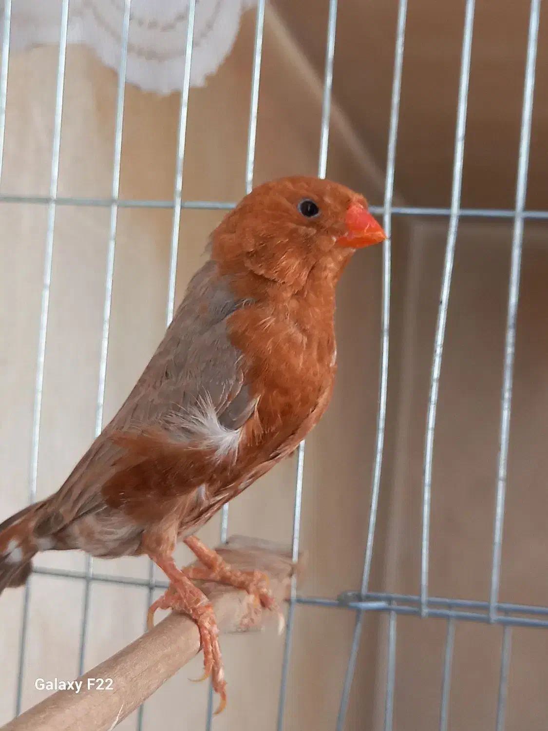 فنچ فول اورنج خالص|پرنده|هشتگرد, تهران دشت|دیوار