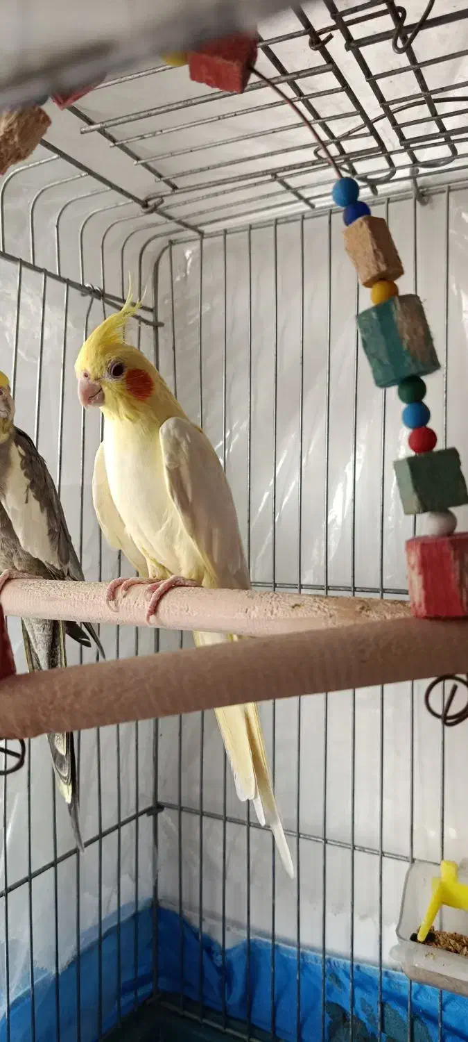 عروس هلندی یک جفت|پرنده|ارومیه, |دیوار